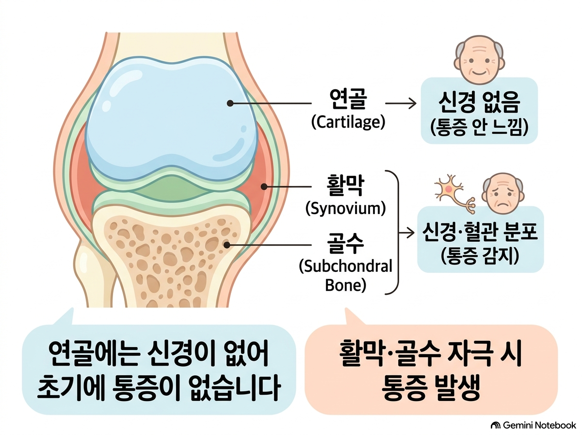[그림 1] 무릎 관절강 내 히알루론산(연골주사) 투여 시 윤활막 보호 및 마찰 감소 기전